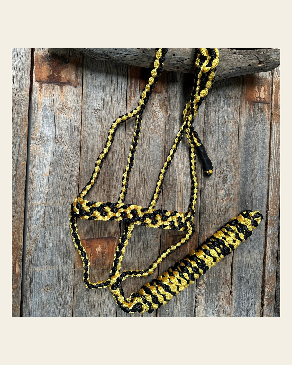 Gold and Black Mule Tape Halter on a warm cream background