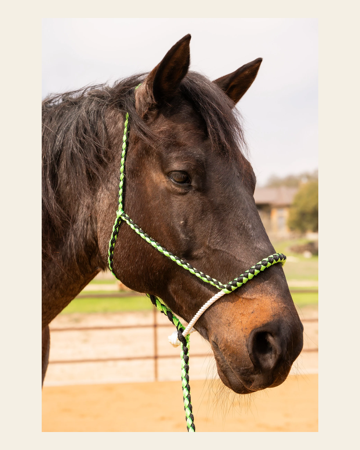 Green and Black Lariat Noseband Mule Tape Halter on a warm cream background