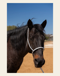 Grey and White Lariat Noseband Mule Tape Halter on a warm cream background