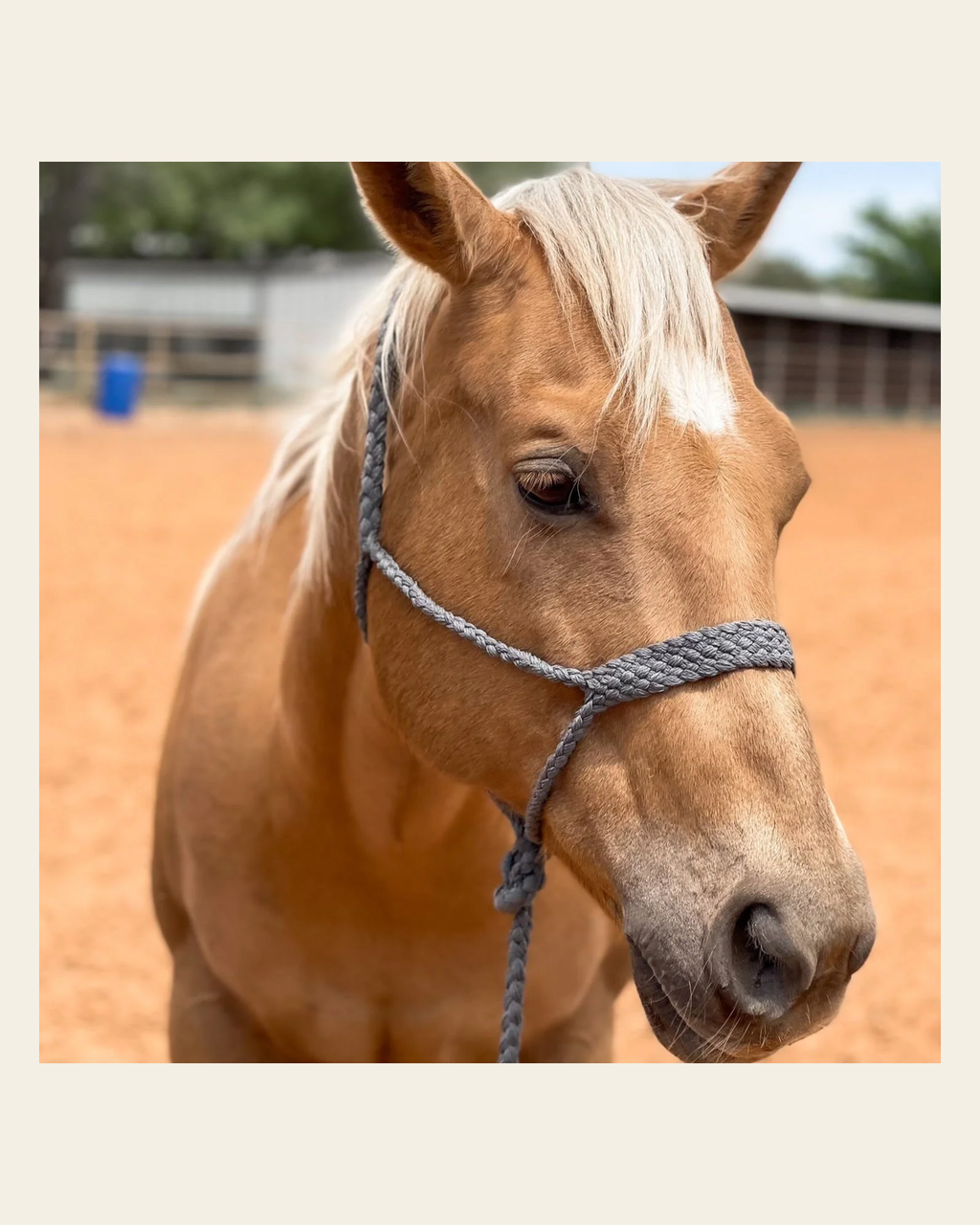 Grey Mule Tape Halter on a warm cream background