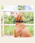 Halter Ego® Black Patent Celebrity Dog Collar on a warm cream background