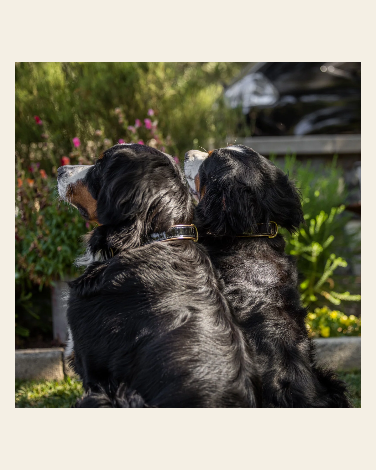 Halter Ego® Black Patent Thea Dog Collar on a warm cream background