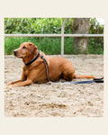 Halter Ego® Black Patent Thea Dog Leash on a warm cream background