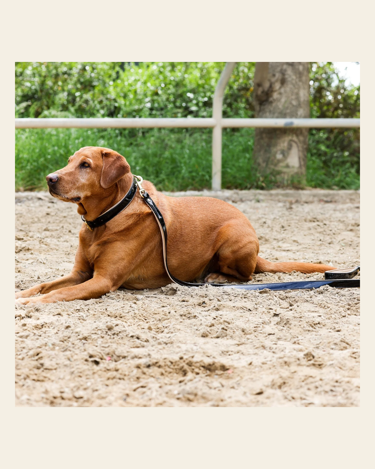 Halter Ego® Black Patent Thea Dog Leash on a warm cream background