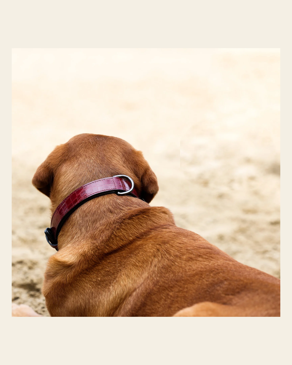 Halter Ego® Breanna Red Croc Leather Dog Collar on a warm cream background