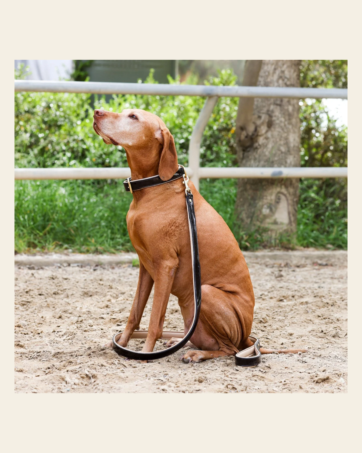 Halter Ego® Brown Patent Florence Dog Collar on a warm cream background
