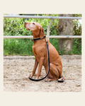 Halter Ego® Brown Patent Florence Dog Leash on a warm cream background