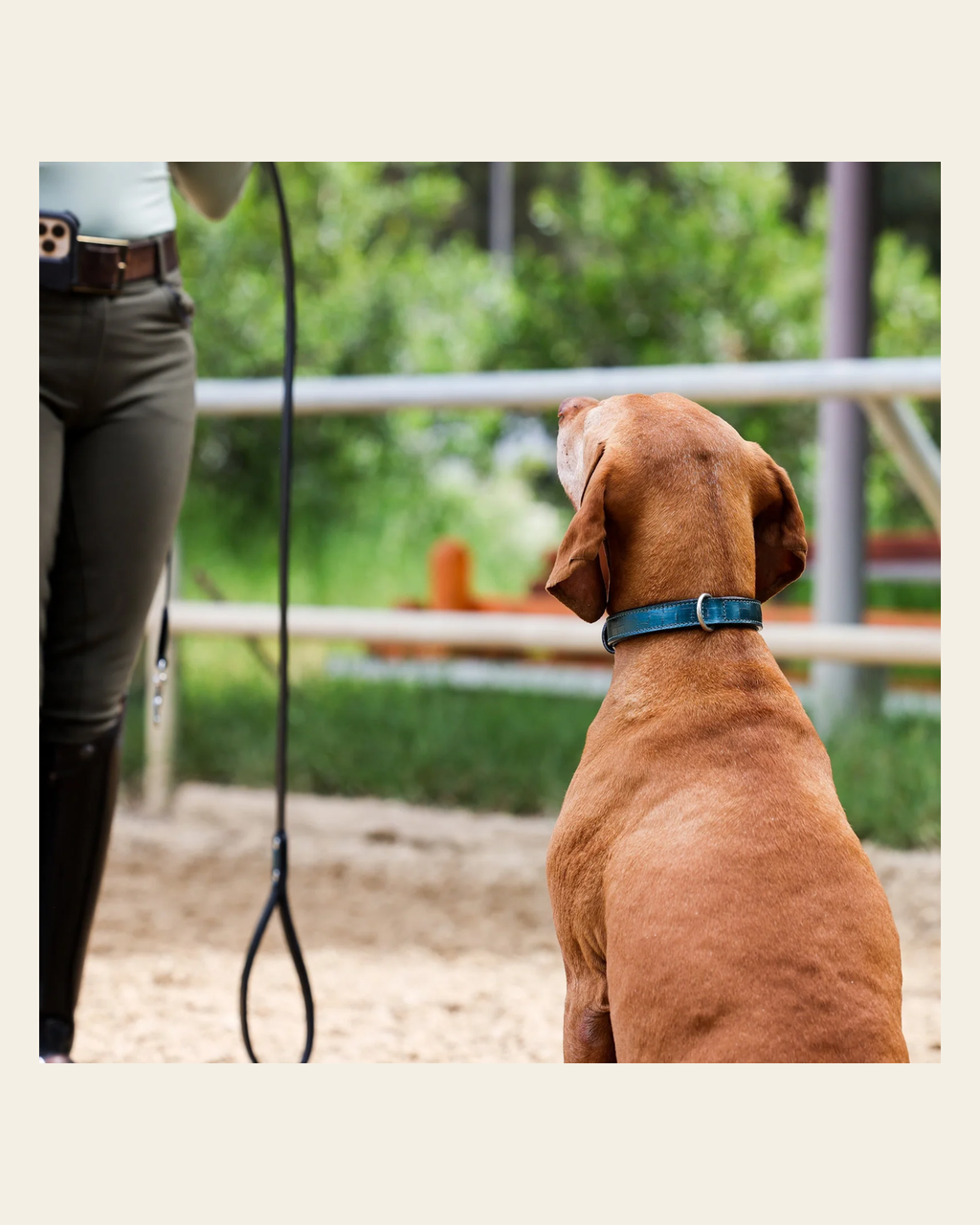 Halter Ego® Metallic Teal Croc Leather Dog Collar on a warm cream background