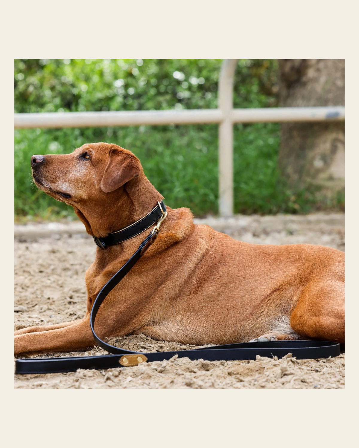 Halter Ego® Milan - Black Leather & Burnished Gold Trim Dog Collar on a warm cream background