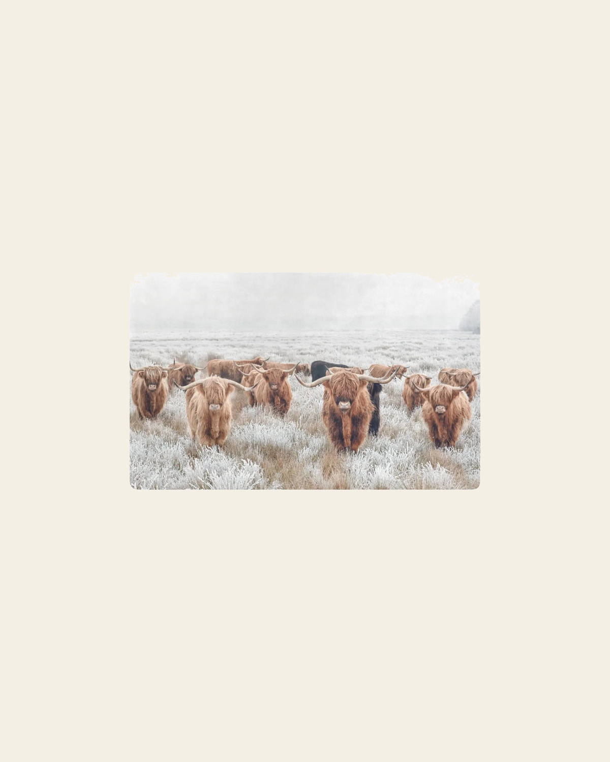 Highland Cow Herd Floor Mat Kitchen Mat 32"x20" Made in America on a warm cream background