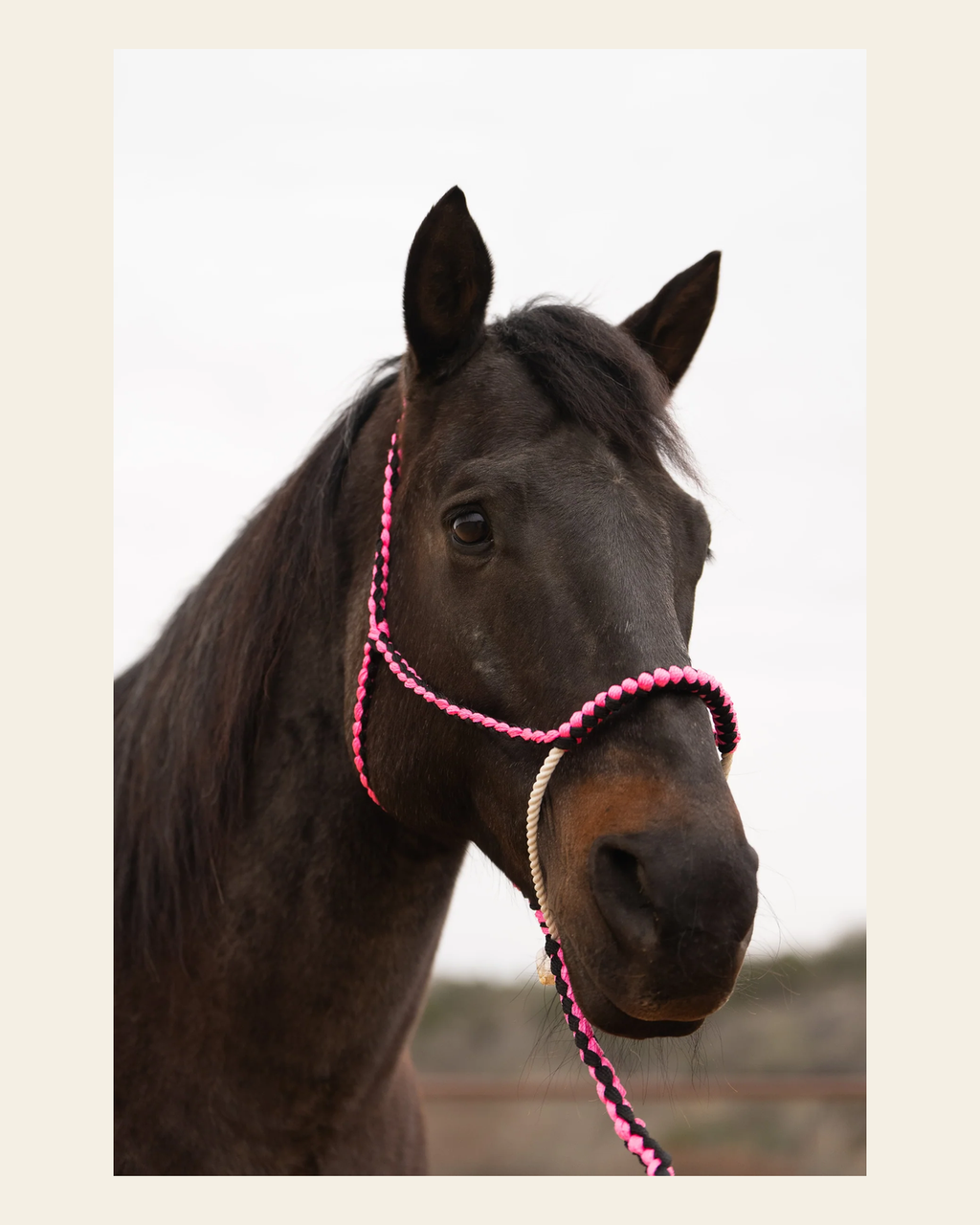 Pink and Black Lariat Noseband Mule Tape Halter on a warm cream background