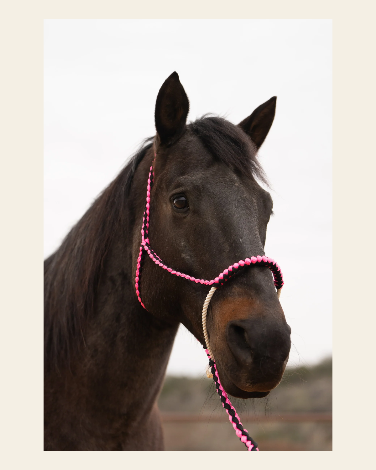 Pink and Black Lariat Noseband Mule Tape Halter on a warm cream background