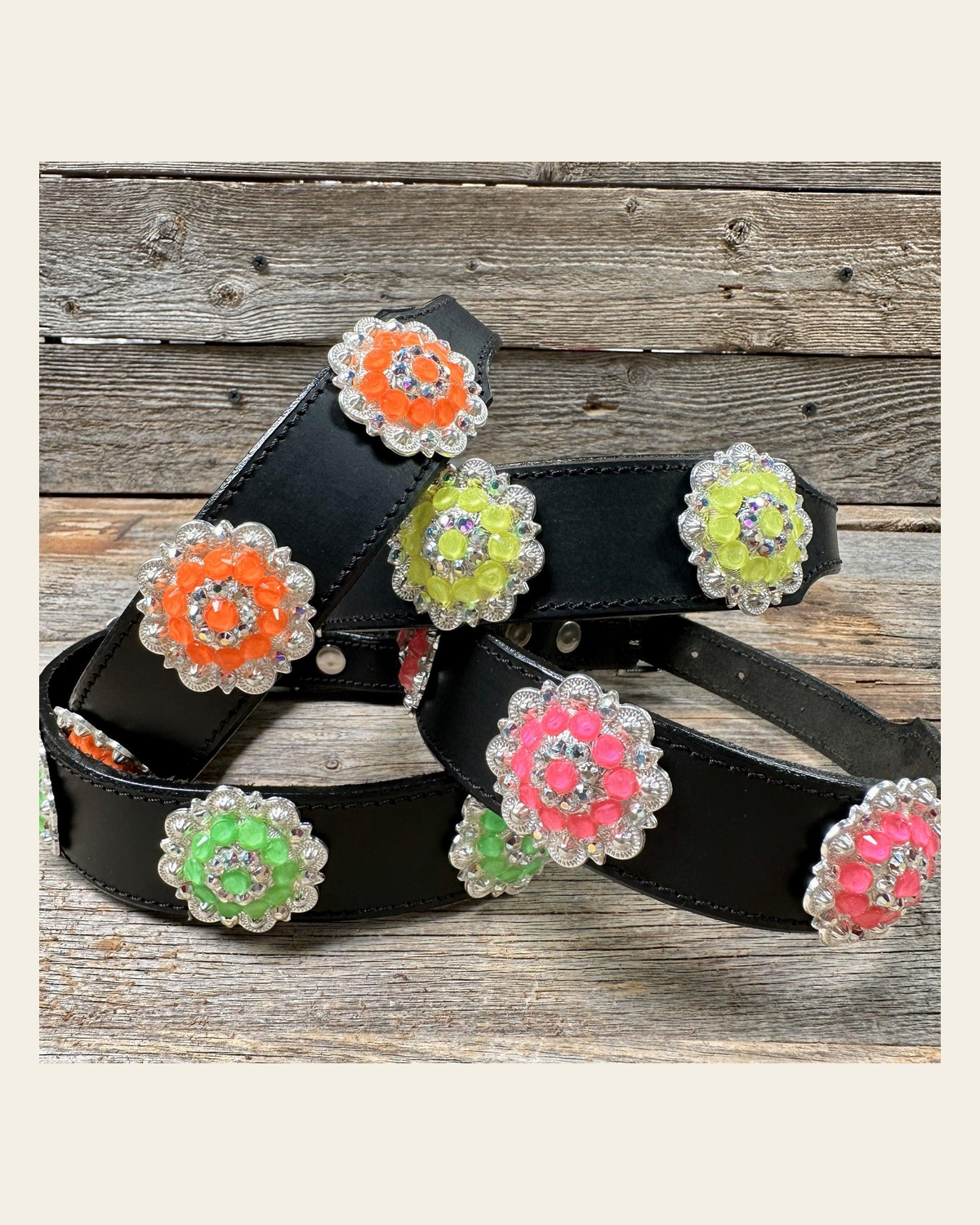 DC18- Neon Concho Dog Collar on a warm cream background