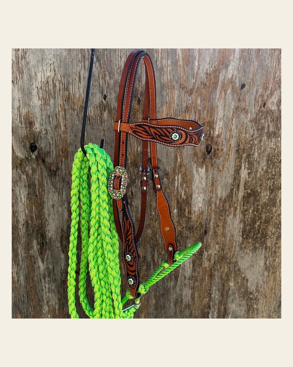 Lime Two Tone Zebra Striped Loping Hackamore #LHK100 on a warm cream background