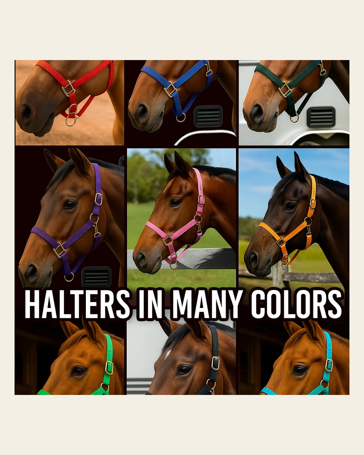 Nylon Horse Halter - Assorted Colors on a warm cream background