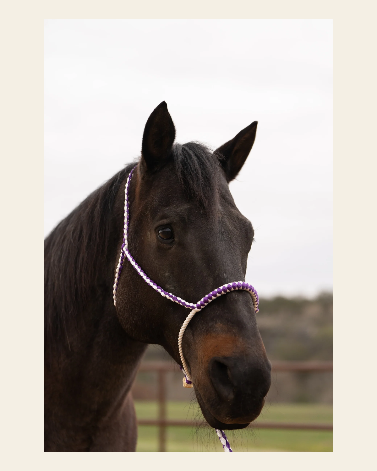 Purple and White Lariat Noseband Mule Tape Halter on a warm cream background