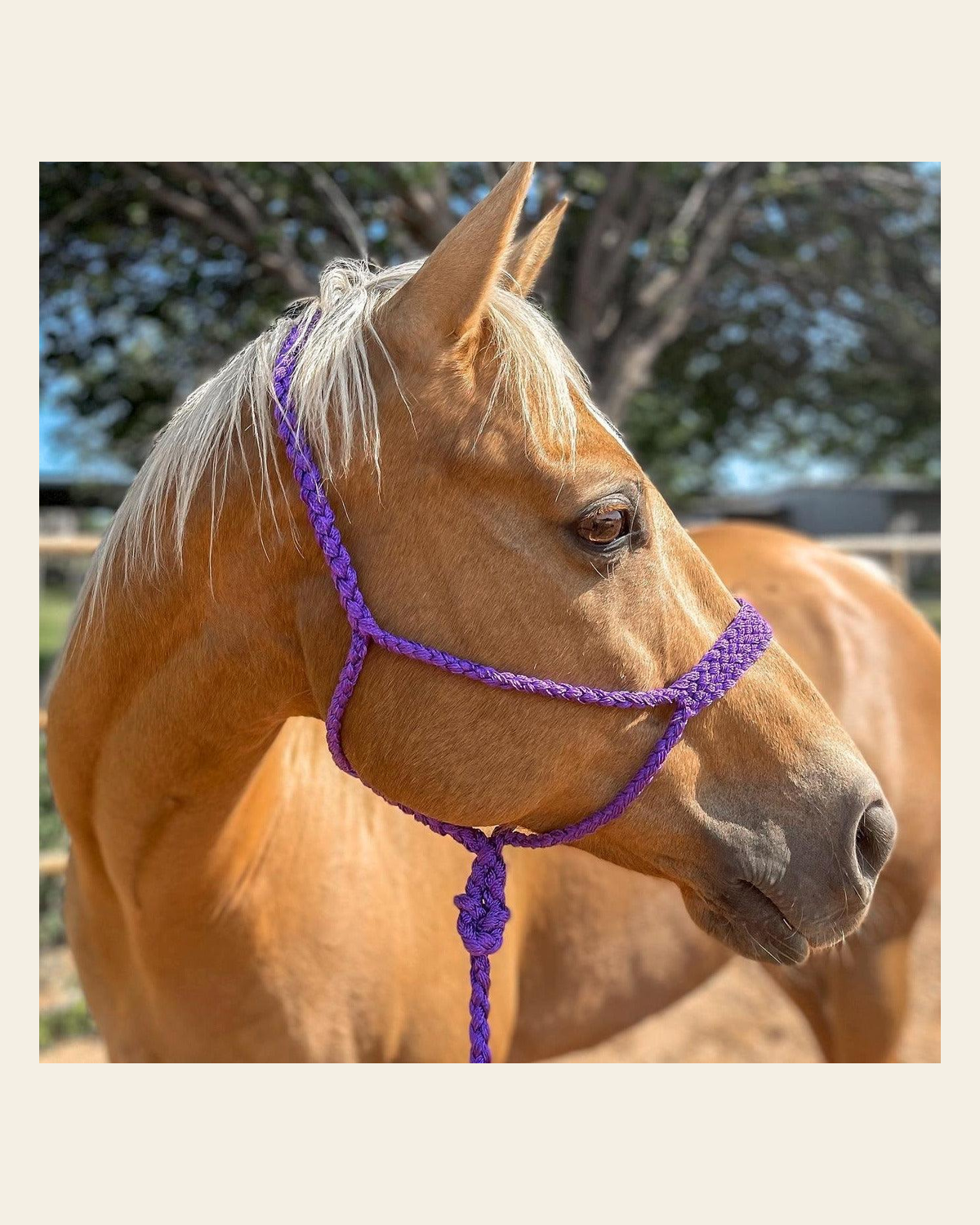 Purple Mule Tape Halter on a warm cream background