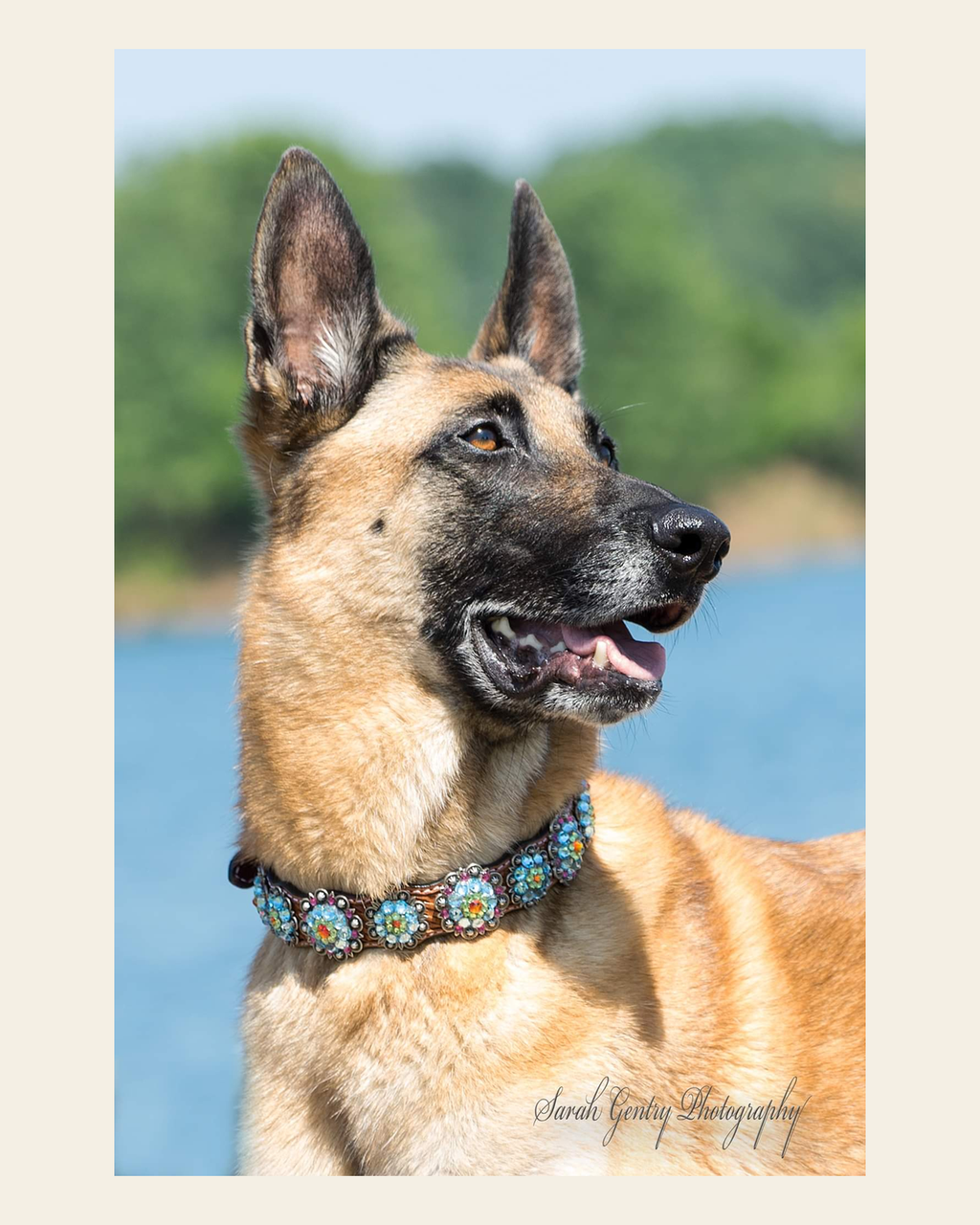 Genuine Leather Rainbow Bridge Dog Collar on a warm cream background