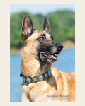 Genuine Leather Rainbow Bridge Dog Collar on a warm cream background