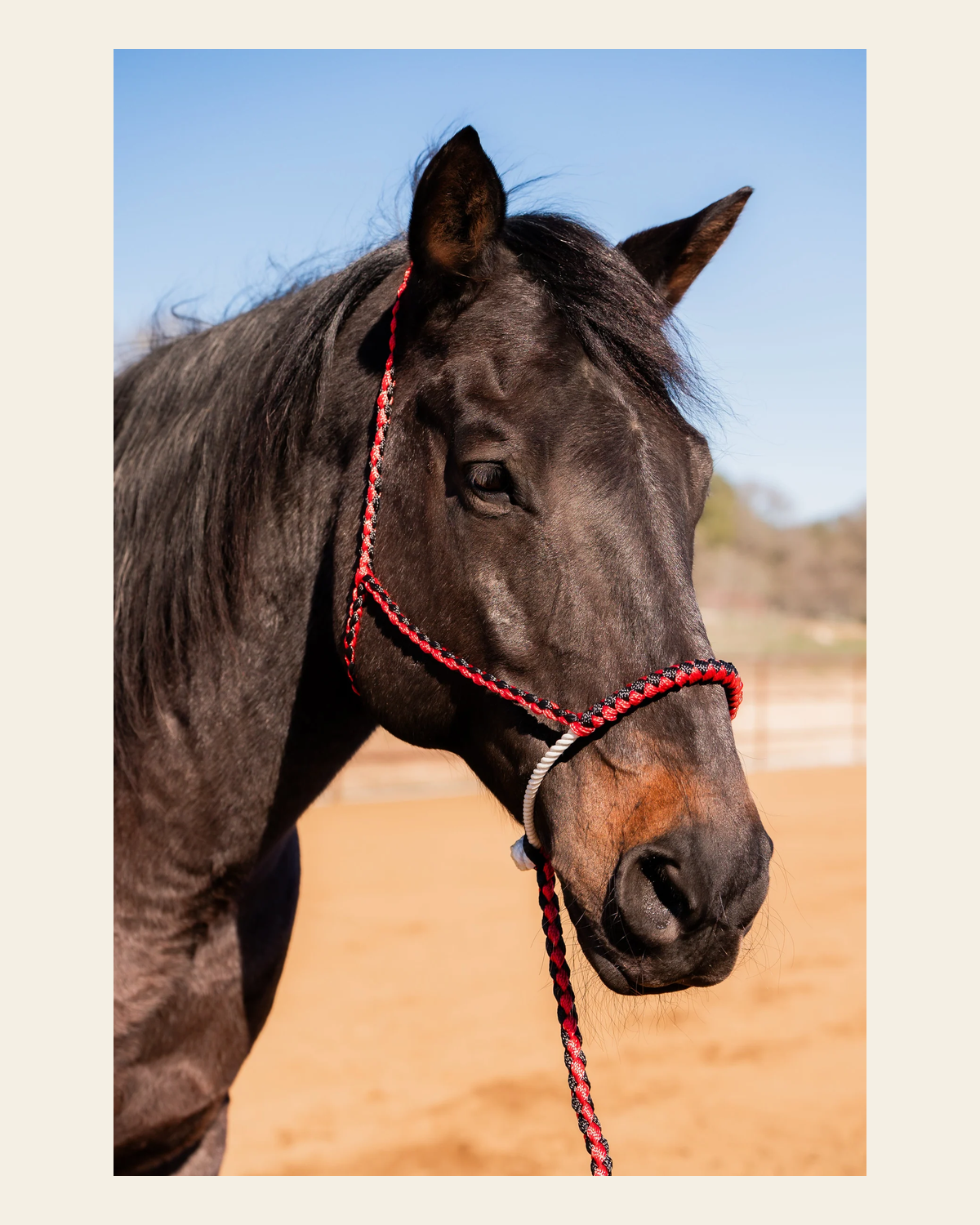 Red and Black Lariat Noseband Mule Tape Halter on a warm cream background