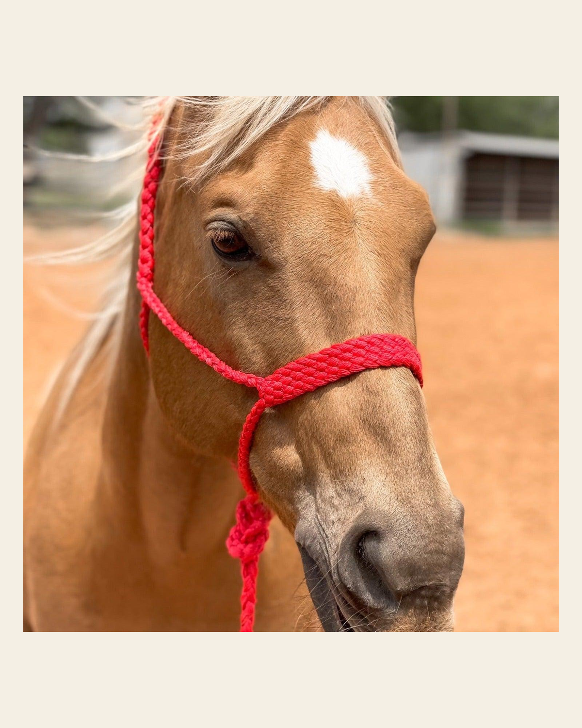Red Mule Tape Halter on a warm cream background