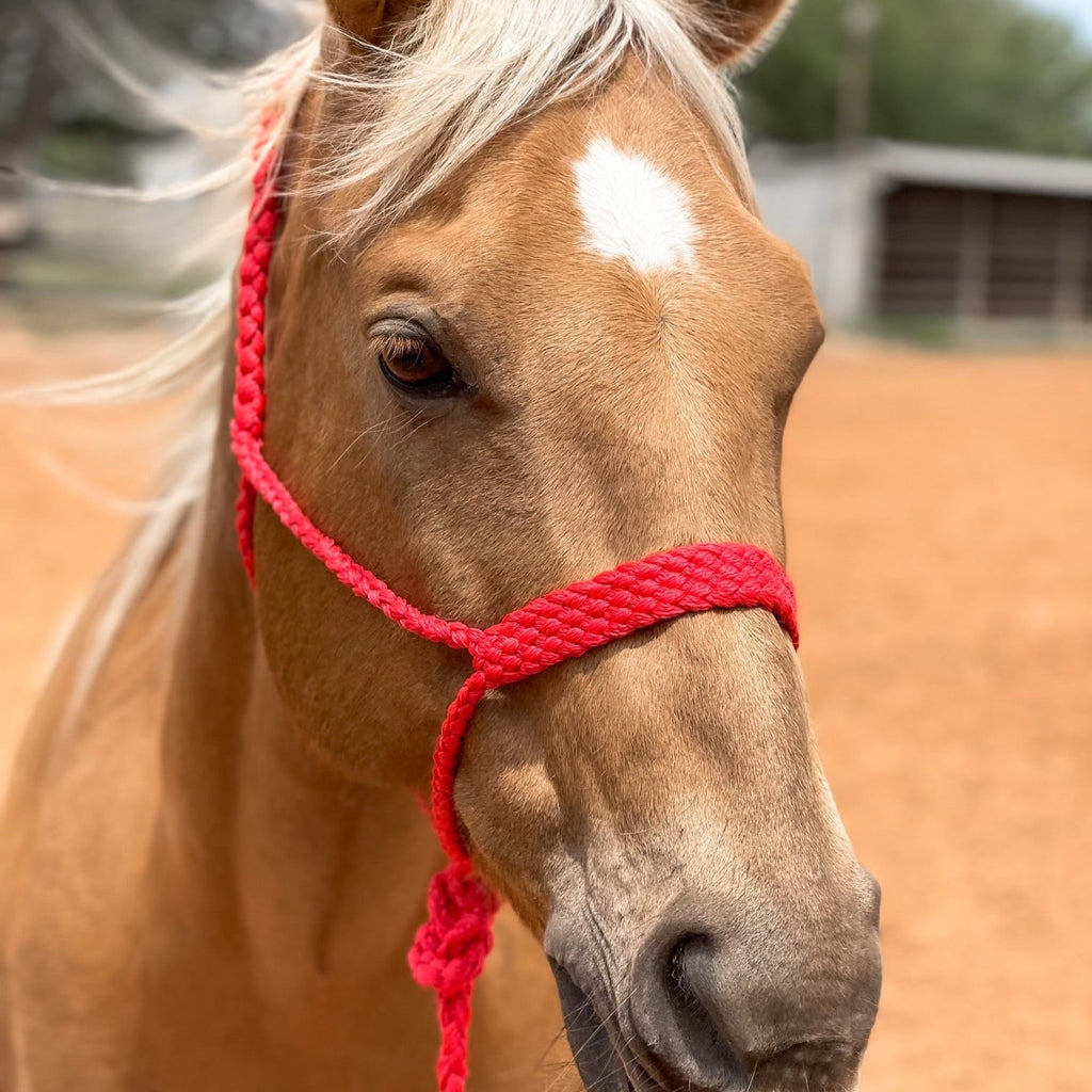 Mule Tape Halters - Assorted Colors- — view 8