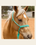 Turquoise Mule Tape Halter on a warm cream background