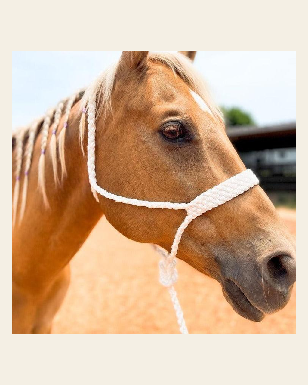 White Mule Tape Halter on a warm cream background