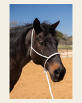 White Lariat Noseband Mule Tape Halter on a warm cream background