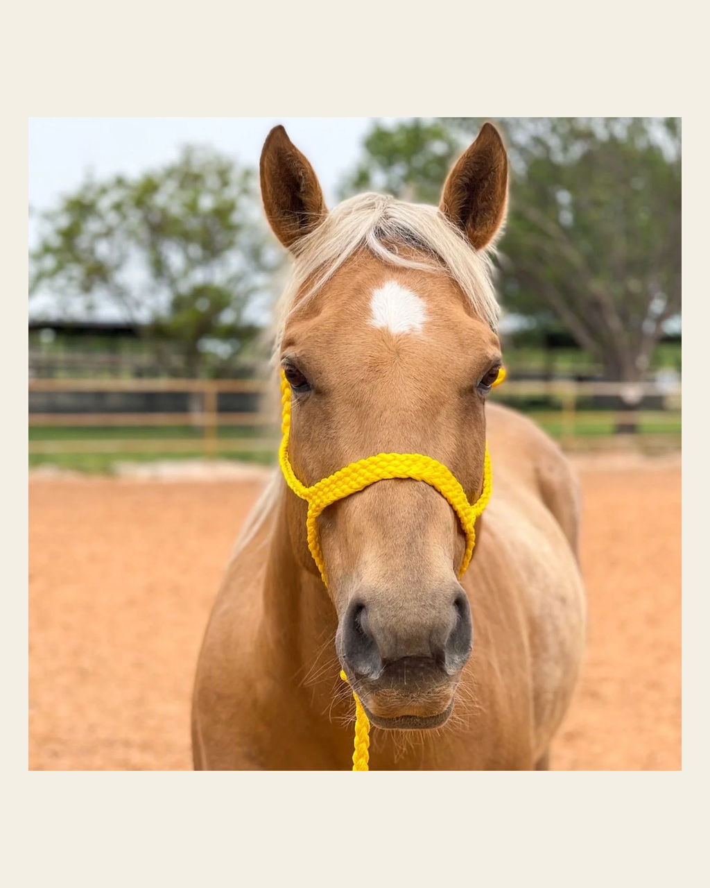 Yellow Mule Tape Halter on a warm cream background